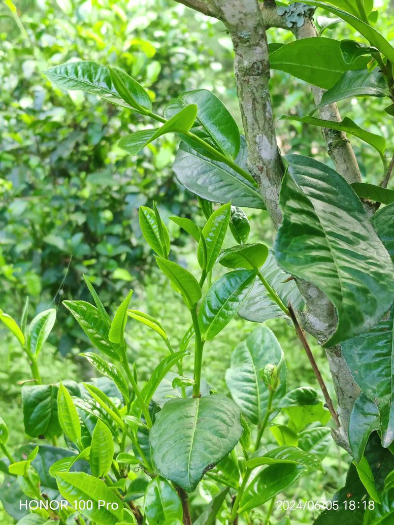 茶叶批发市场的最新趋势与机遇